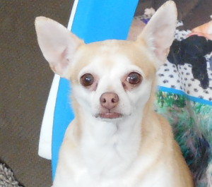 Daphne 2014
