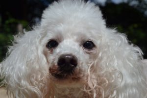 Buddy Portrait
