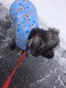 BooBoo for his walk in the snow