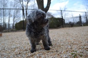 BooBoo March 2019