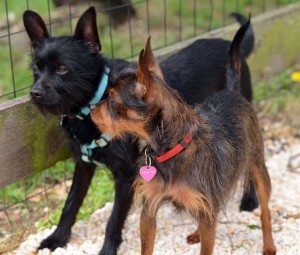 Cole and Cocoa - Friends forever