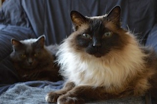 Gianni