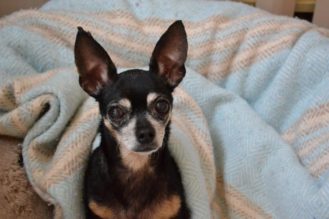 Keeping your pet safe during cold winter months