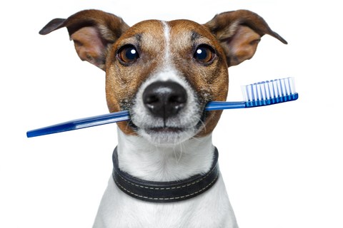 Dental care in Senior Dogs
