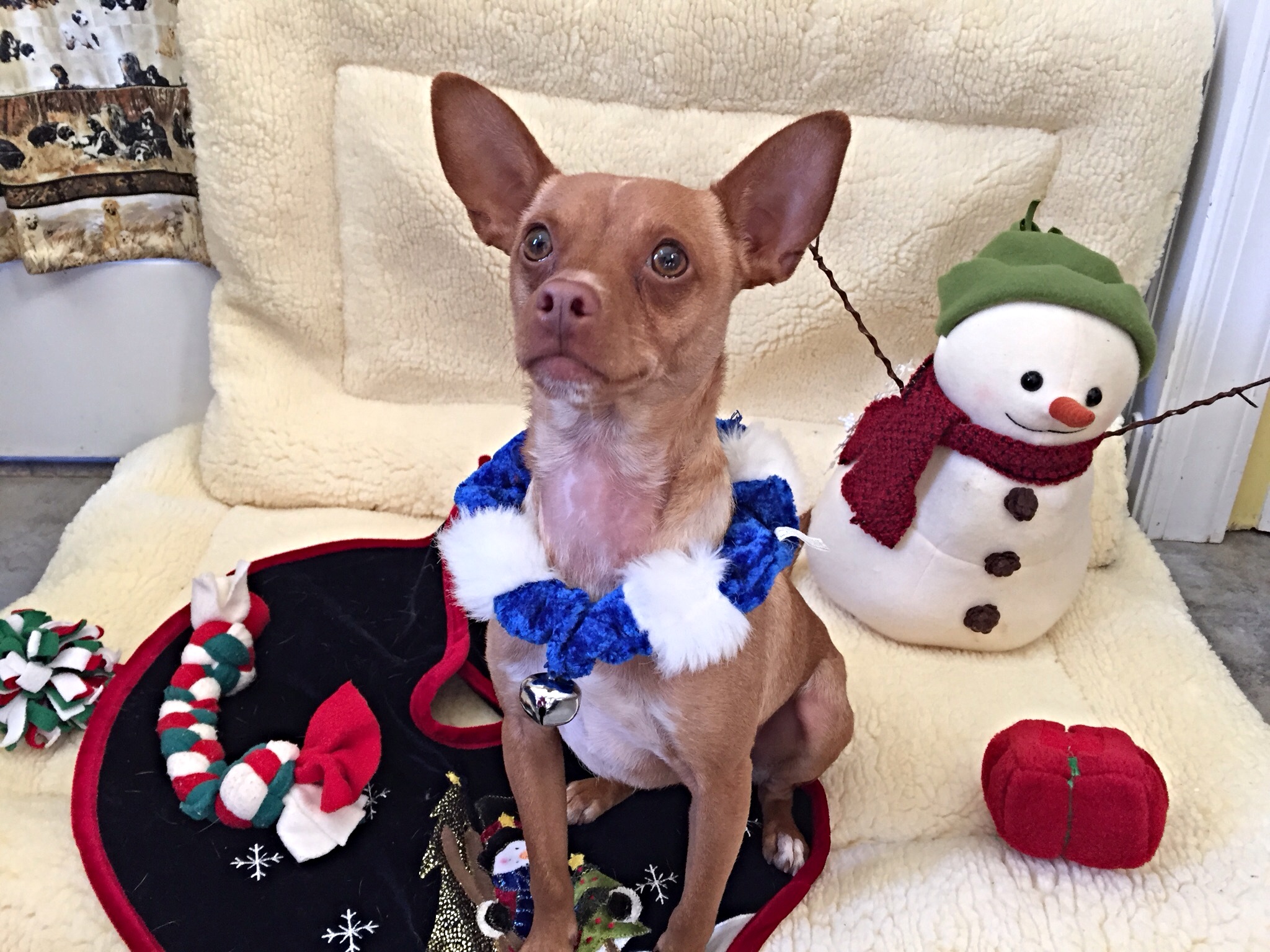 Meet Volunteer Karen and her Forever Foster Monroe!