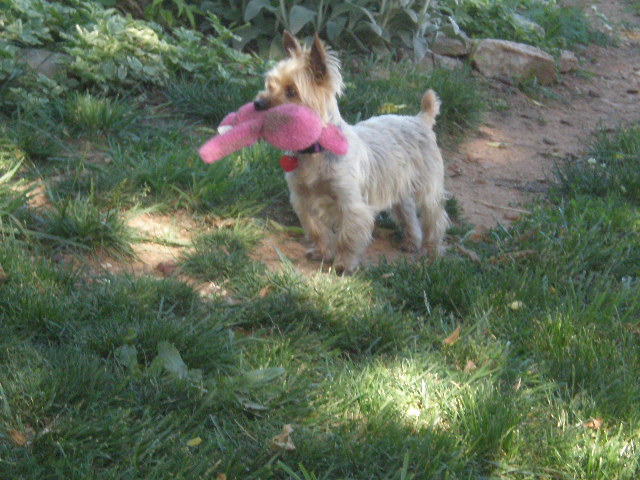 Peanut, forever in our hearts