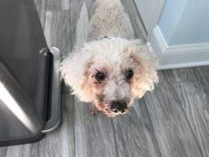 Buddy after his Dental Surgery – his poor face