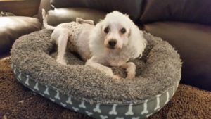 Buddy in a bed donated to HWAH by Van Ness Pet Products