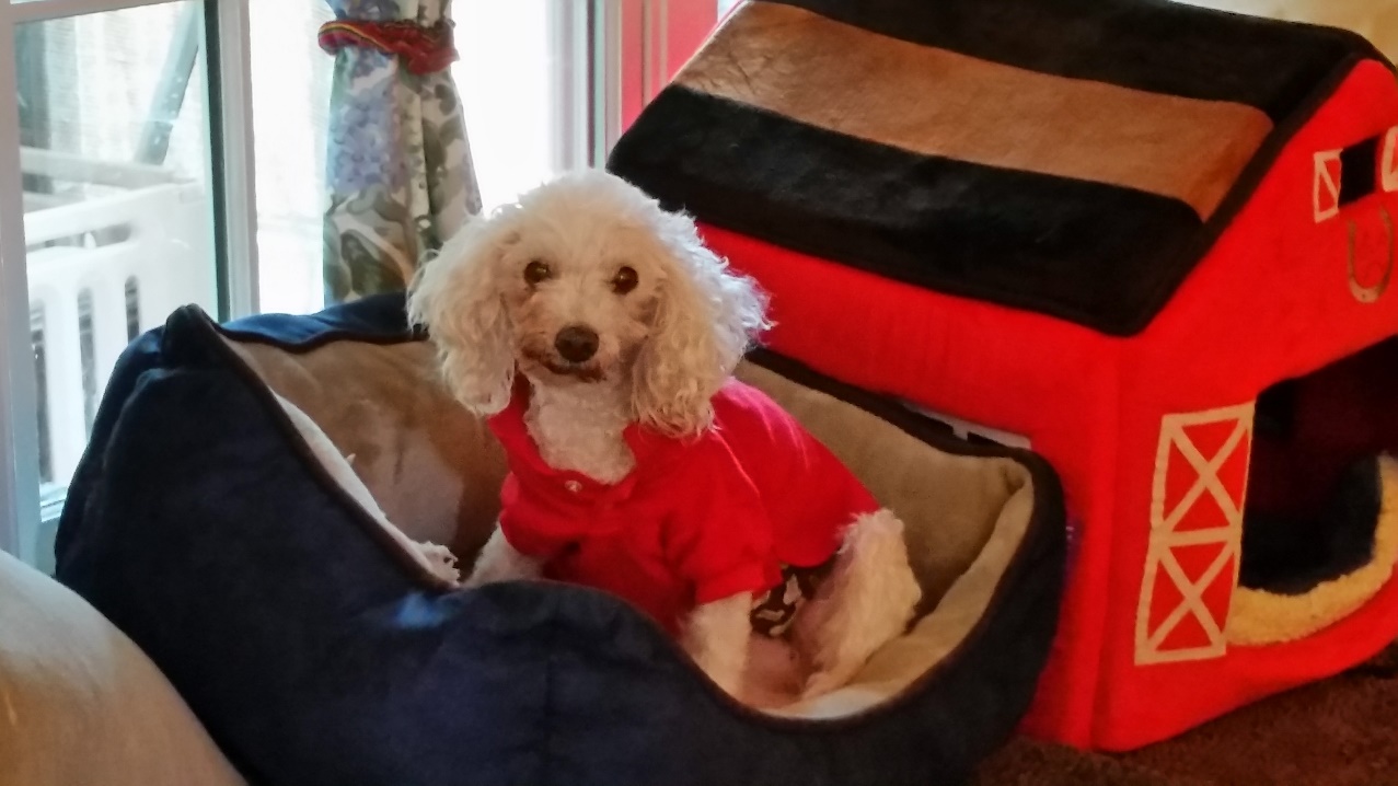 Buddy feeling better after surgery – wearing a shirt to cover his Fentanyl patch