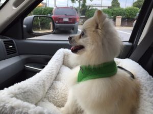 Out for a drive