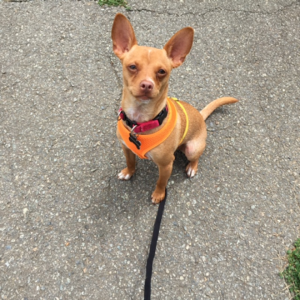 Out for a walk