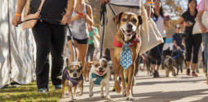 Strut Your Mutt