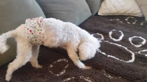 Buddy in male wrap