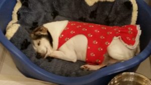 Clementine with her special dress to help hold on her diaper