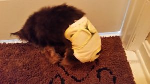 Little Female Yorkie wearing a girl diaper