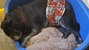 Male dog wearing belly band