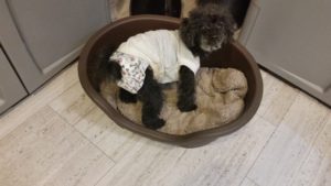 PoppyPooh with disposable diaper