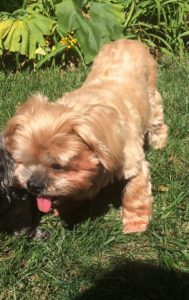 Gidget - Lives with Nancy