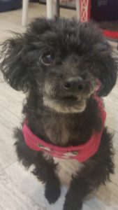 Poppy - Living with Lori