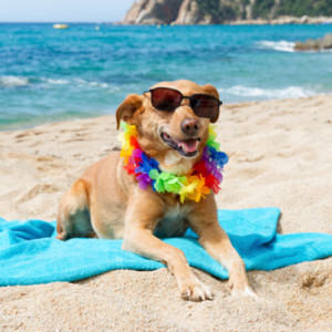 Vacation Planning for you and your pet
