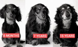 Dog as it ages