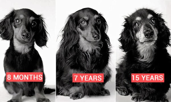 Changes in your Senior Dog
