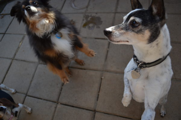 Marlie and Dixie dancing Marlie and Dixie dancing
