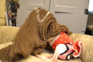 Clemie under blanket