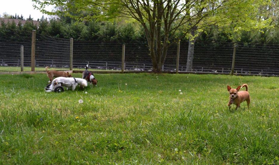 Running in the Yard