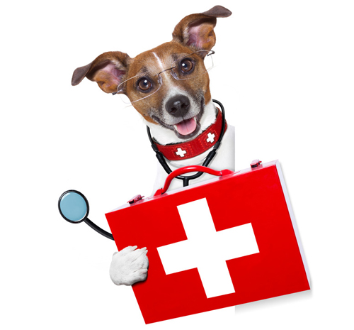 Choosing the Right Vet