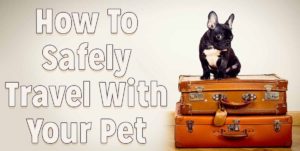 safely-travel-with-pet
