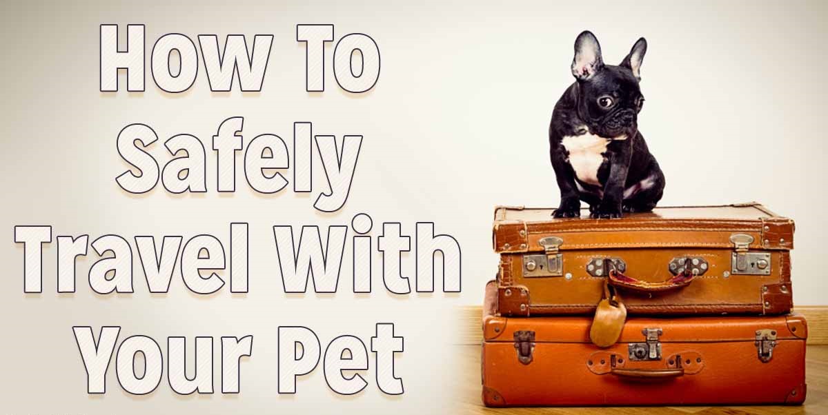 Car Travel with your Pet