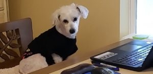 MarcoAtTheComputer