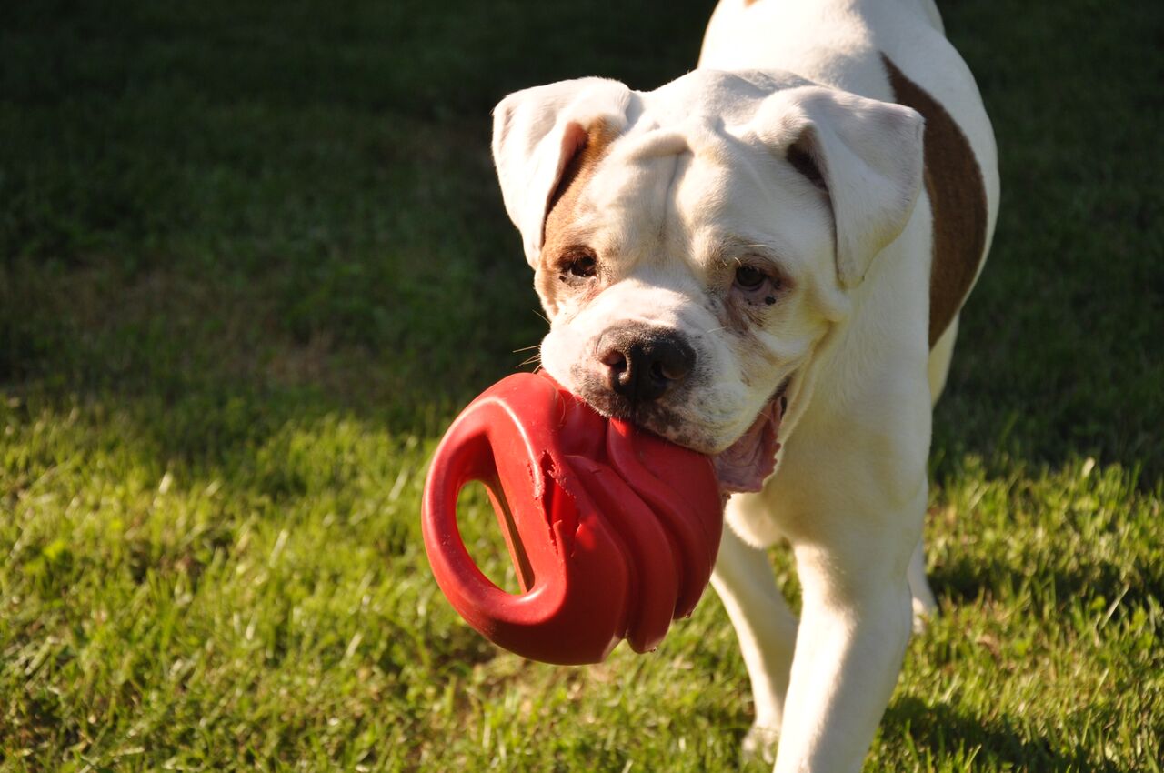 Rocky – the full story…