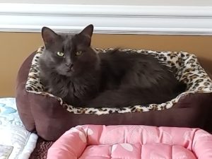 Fluffy in Pink