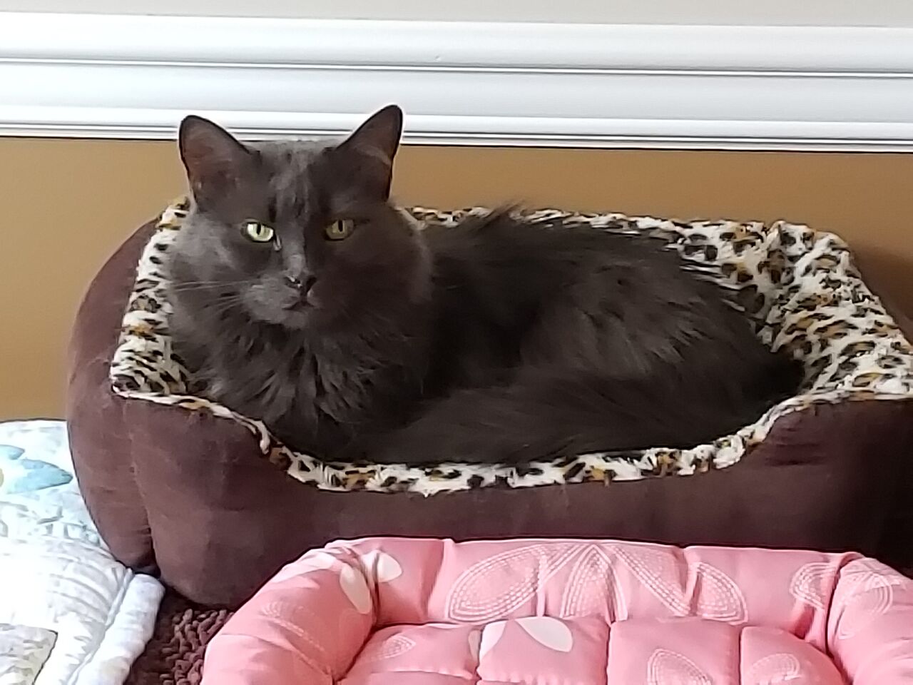 Fluffy in Pink