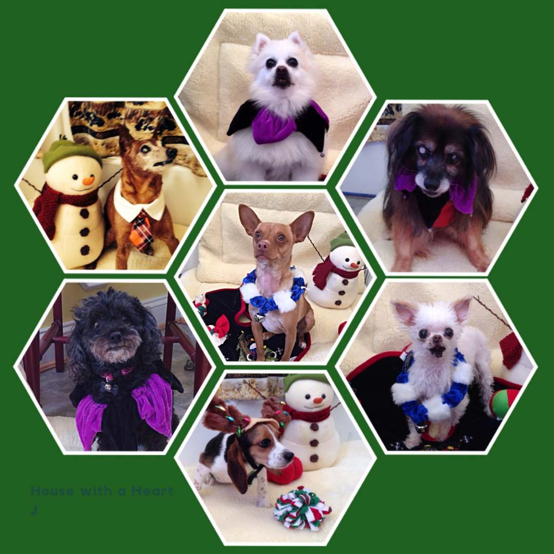Senior Pups are the best!!