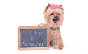 microchipping1