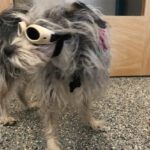 Lady "Doggles" May2018