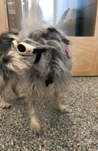 Lady "Doggles" May2018