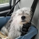 Lady - Car Ride!