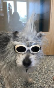 Lady-Doogles w/Grace