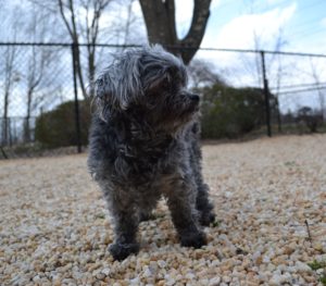BooBoo March 2019