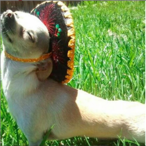 DogwithSombreo