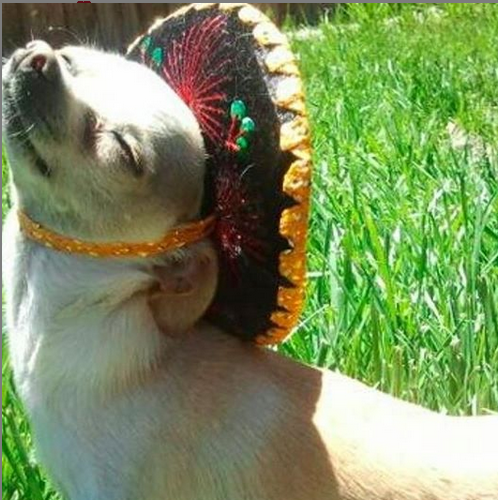 Sips for Seniors meets Cinco-de-Mayo