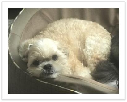 K9 Medical Miracle – Gizmo Update