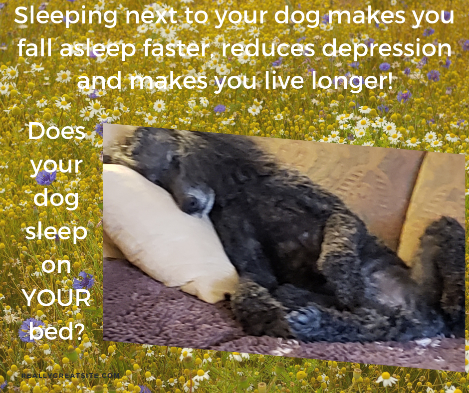 Sleeping with your dog?