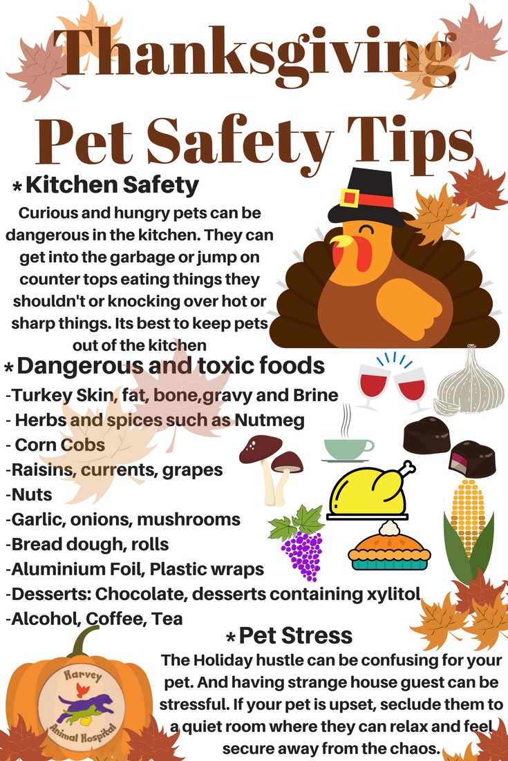 Feeding your Pet at Thanksgiving