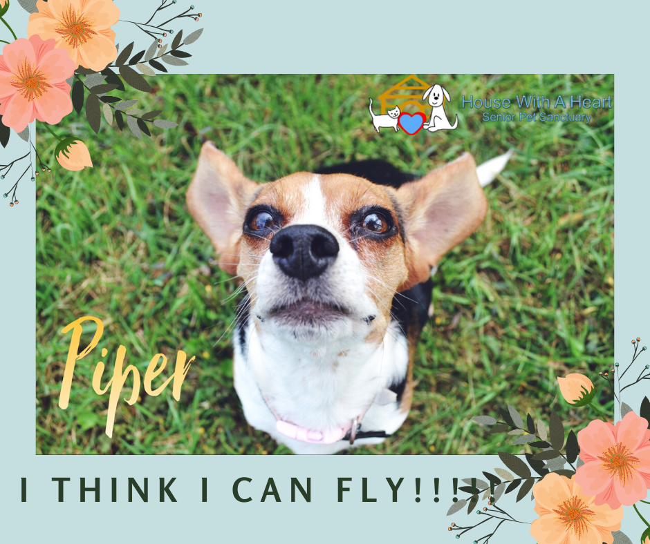 PiperIthinkIcanfly