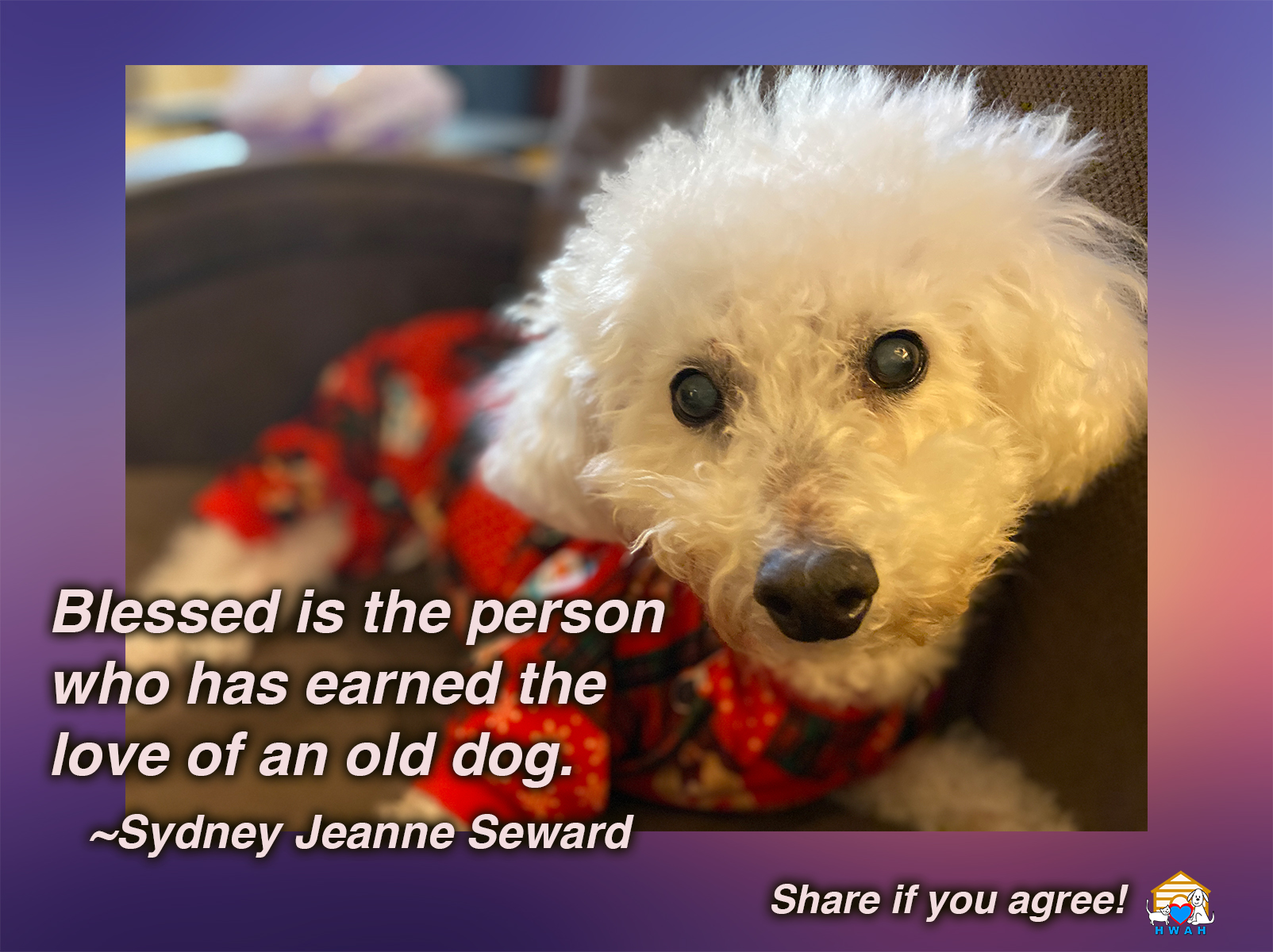 Senior-Dogs-Meme-04